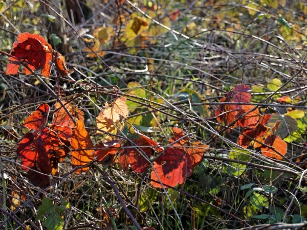 Saveur d'automne.jpg
